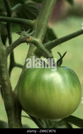 BEEFSTEAK TOMATO PLANT 'GROSSE LING' WITH THE GREEN FRUIT RIPENING ON THE VINE. Stock Photo