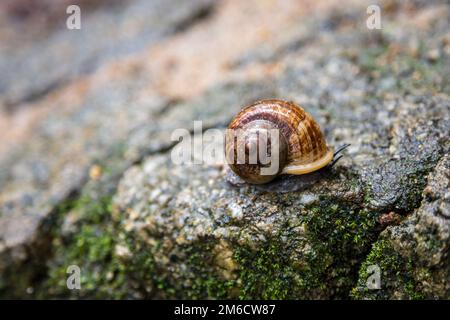 Snail on a wet rock Stock Photo