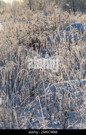 Dry plants covered with hoarfrost shining in the sun. Winter background Stock Photo