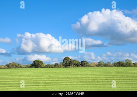 Blue sky and cumulus clouds with bright sushine over agricultural land with a line of trees.  Chaldon, Surrey, England, UK Stock Photo