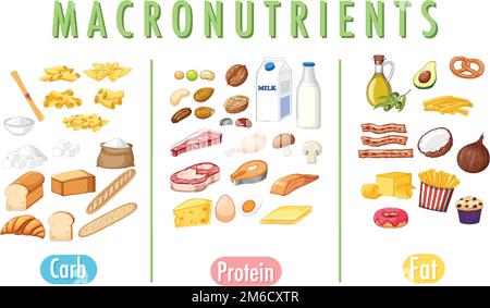 Main food groups macronutrients vector illustration Stock Vector