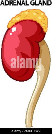 Adrenal gland produce cortisol vector illustration Stock Vector Image ...
