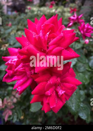 Pinkish red rose in bloom on a rosebush, after a light rainfall. Raindrops are visible on petals. Selective focus on flower, soft focus on leaves and Stock Photo