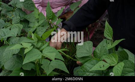 Typical Ecuadorian mountain woman. Woman in the field, her harvesting round green beans with her own hands Stock Photo