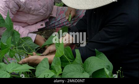 Typical Ecuadorian mountain woman. Woman in the field, her harvesting round green beans with her own hands Stock Photo