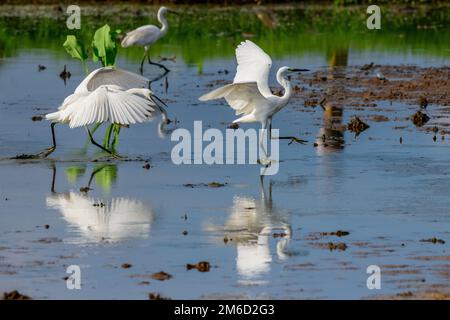 The unique wetland ecosystems of Kerala include marshy and water logged areas, vast polders associated with backwaters, and lakes and the Swamps Stock Photo