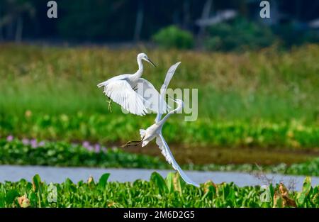 The unique wetland ecosystems of Kerala include marshy and water logged areas, vast polders associated with backwaters, and lakes and the Swamps Stock Photo