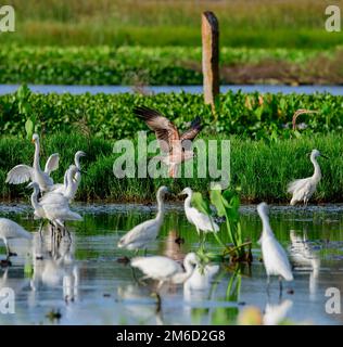 The unique wetland ecosystems of Kerala include marshy and water logged areas, vast polders associated with backwaters, and lakes and the Swamps Stock Photo