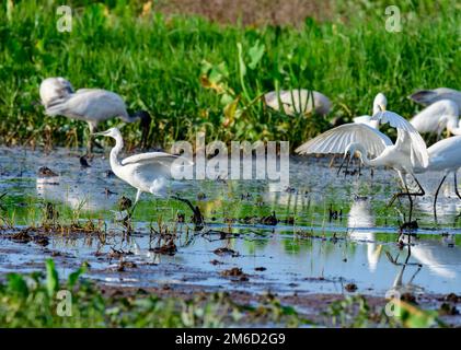 The unique wetland ecosystems of Kerala include marshy and water logged areas, vast polders associated with backwaters, and lakes and the Swamps Stock Photo