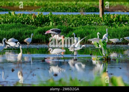 The unique wetland ecosystems of Kerala include marshy and water logged areas, vast polders associated with backwaters, and lakes and the Swamps Stock Photo