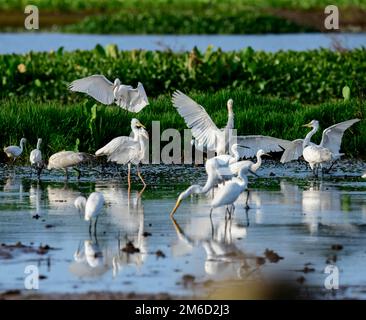 The unique wetland ecosystems of Kerala include marshy and water logged areas, vast polders associated with backwaters, and lakes and the Swamps Stock Photo