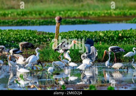 The unique wetland ecosystems of Kerala include marshy and water logged areas, vast polders associated with backwaters, and lakes and the Swamps Stock Photo