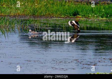 The unique wetland ecosystems of Kerala include marshy and water logged areas, vast polders associated with backwaters, and lakes and the Swamps Stock Photo