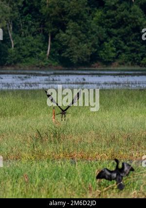 The unique wetland ecosystems of Kerala include marshy and water logged areas, vast polders associated with backwaters, and lakes and the Swamps Stock Photo