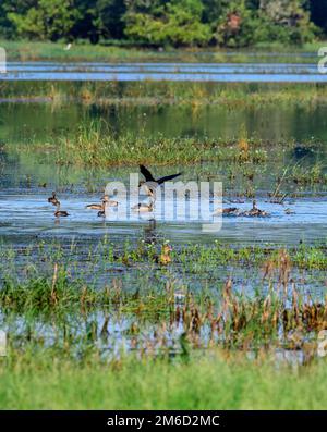 The unique wetland ecosystems of Kerala include marshy and water logged areas, vast polders associated with backwaters, and lakes and the Swamps Stock Photo