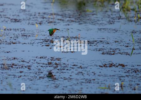 The unique wetland ecosystems of Kerala include marshy and water logged areas, vast polders associated with backwaters, and lakes and the Swamps Stock Photo