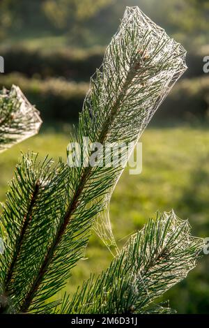 Spider web on the pine tree branch. Stock Photo