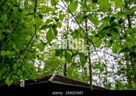 Unripe hazelnuts are growing on the tree Stock Photo