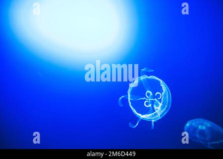 Transparent moon jellyfishes smoothly swimming in deep blue water in ...