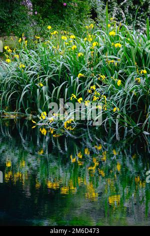 Vertical flower reflections on water river shore impressionist garden pond grass Stock Photo