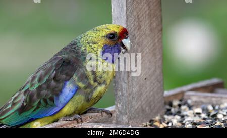 close up of a green rosella feeding in a tasmanian garden Stock Photo