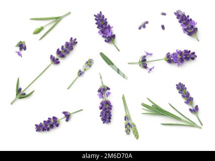 Lavender Flowers Isolated On White Background Stock Photo