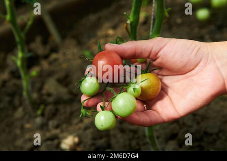 Woman looking at green tomatoes from plant in greenhouse Stock Photo