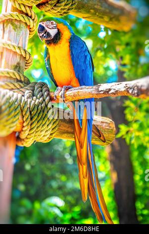 Vertical parrot ara ararauna perch colorful background Stock Photo