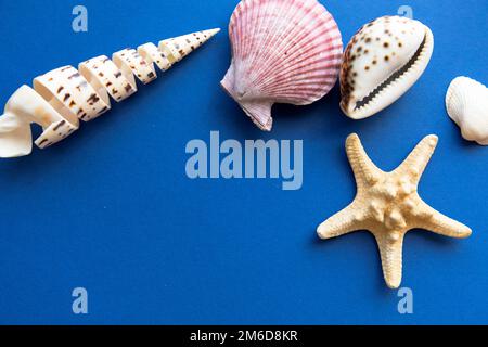 Different shells isolated on a blue background Stock Photo