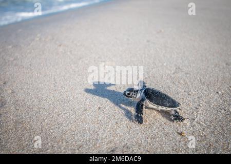 Baby Green sea turtle on the beach. Stock Photo