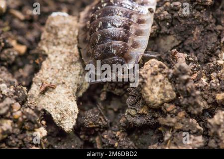 Sow bug crawling towards camera Stock Photo