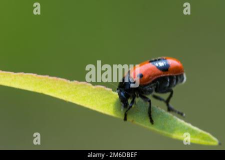 Red black spotted ant beetle on grass Stock Photo
