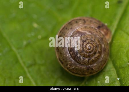 Snail house on green leaf Stock Photo