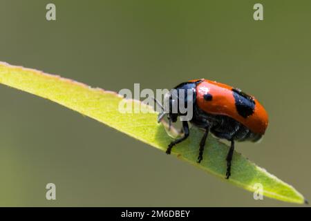 Red black spotted ant back beetle Stock Photo