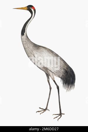 Crane bird drawing in Color Pencil / Bird Drawing - Staedtler luna colour  pencils - YouTube