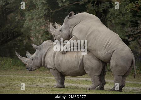 Two white rhinoceros making love Stock Photo