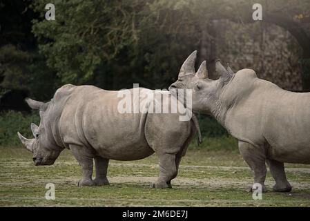 Two white rhinoceros falling in love Stock Photo