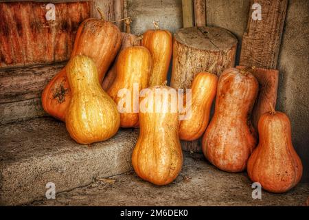 Pumpkins arranged on a shelf against old wooden barn wall, background Stock Photo