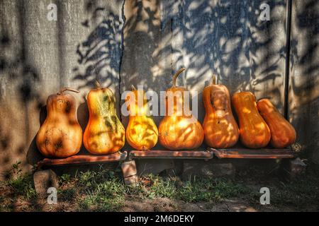 Pumpkins arranged on a shelf against old wooden barn wall, background Stock Photo