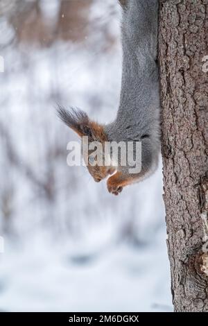 A squirrel sits upside down on a tree in winter and eats a nut. Eurasian red squirrel, Sciurus vulgaris Stock Photo