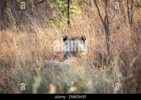 Lioness walking in the bush in the high grass. Stock Photo