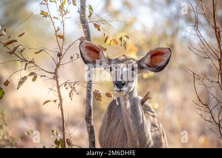 Close up of a young female Kudu. Stock Photo