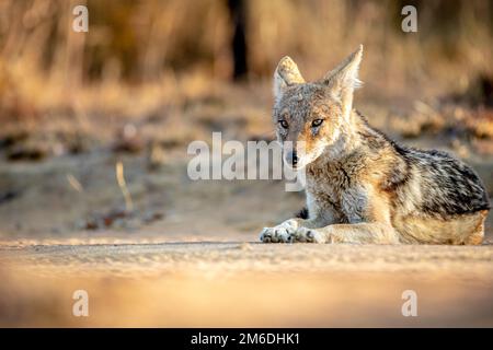 Black-backed jackal laying in the sand. Stock Photo