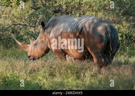 White rhinoceros in the nature of South Africa Stock Photo