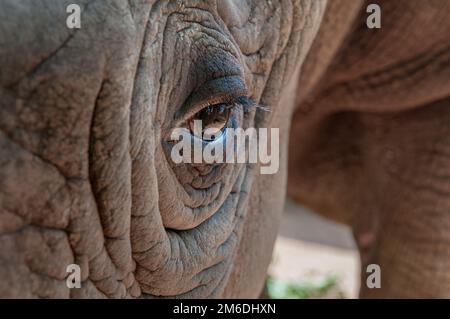 Black rhinoceros eye with wrinkles Stock Photo