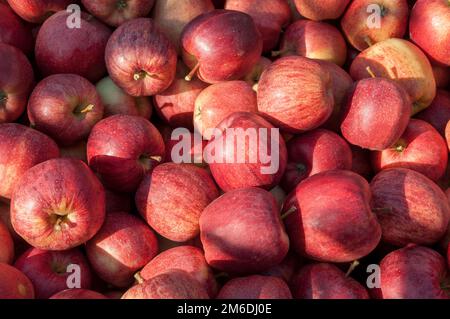 Close up of fresh red apples after harvest Stock Photo