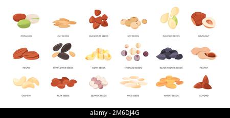 Seeds and nuts. Cartoon almond pistachio cashew hazelnut and grain saplings, organic kernel harvest germ icons flat style. Vector collection of nuts pistachio and cashew, peanut and seed illustration Stock Vector
