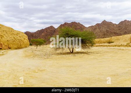Winter view of desert landscape in the Shkhoret Canyon, with acacia tree, Massive Eilat Nature Reserve, southern Israel Stock Photo