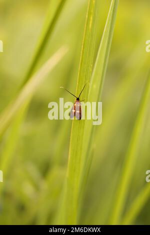 Natural vertical closeup on the rare Little longhorn micro moth, Cauchas fibulella, sitting against a blurred green background Stock Photo