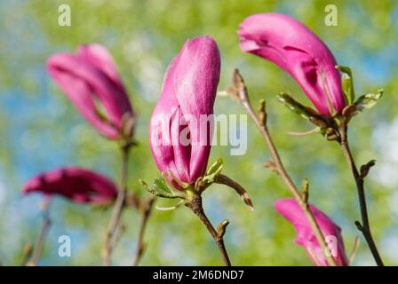 Magnolia flower on the blur spring greens background Stock Photo